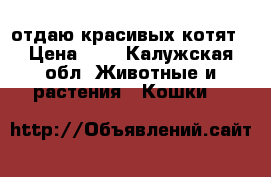 отдаю красивых котят › Цена ­ 0 - Калужская обл. Животные и растения » Кошки   